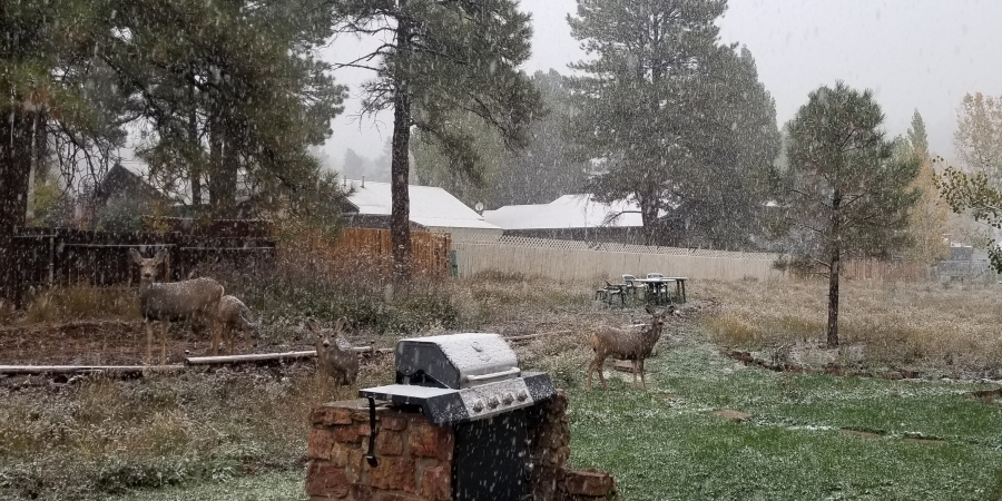 Cozy Carefree Castle back yard with light snow falling among several deer.