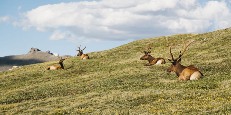Elk resting on grassy tundra.