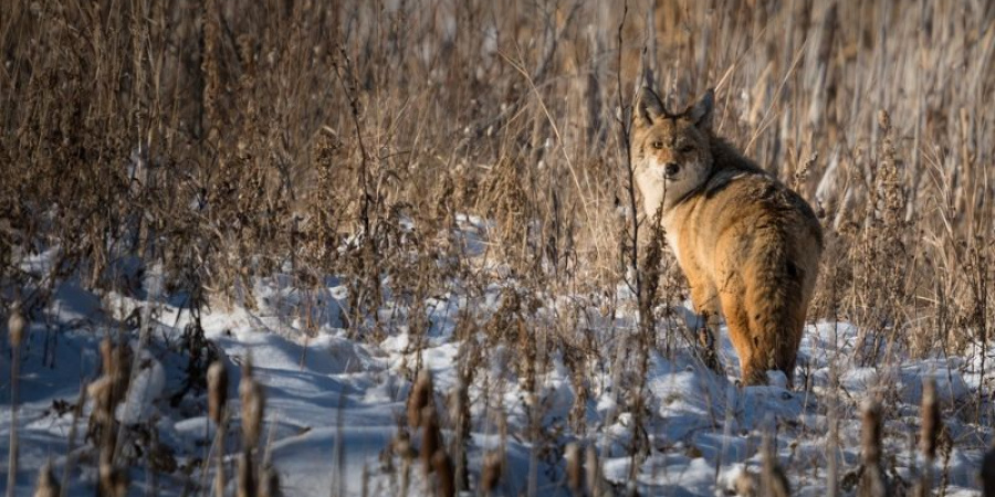 Coyote among tall grass & snow.