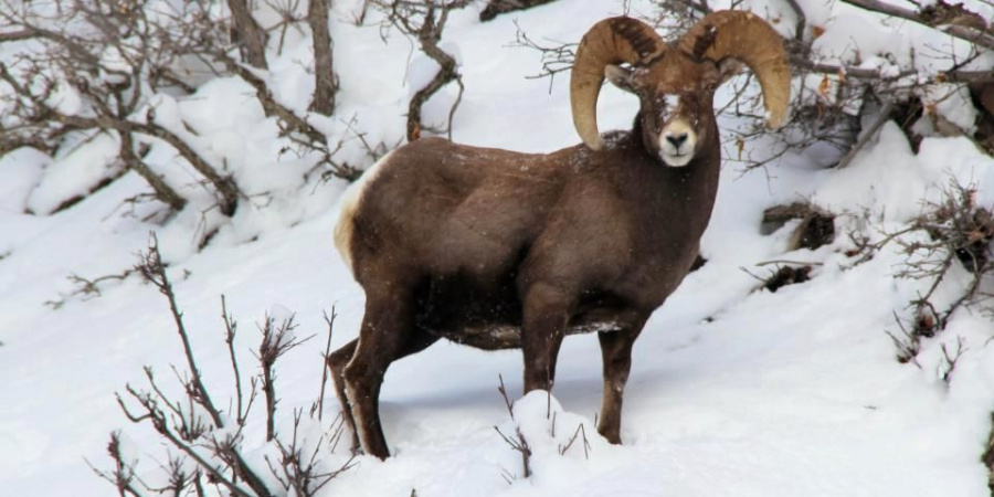 Big Horn Sheep among snow & dormant bushes.