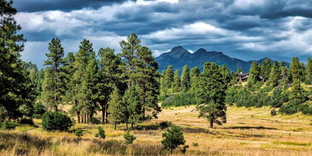 Pine trees & tall grass with Pagosa Peak in the distance under stormy skies.