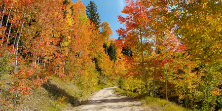 Dirt road with Aspen trees in red, yellow & green fall colors.